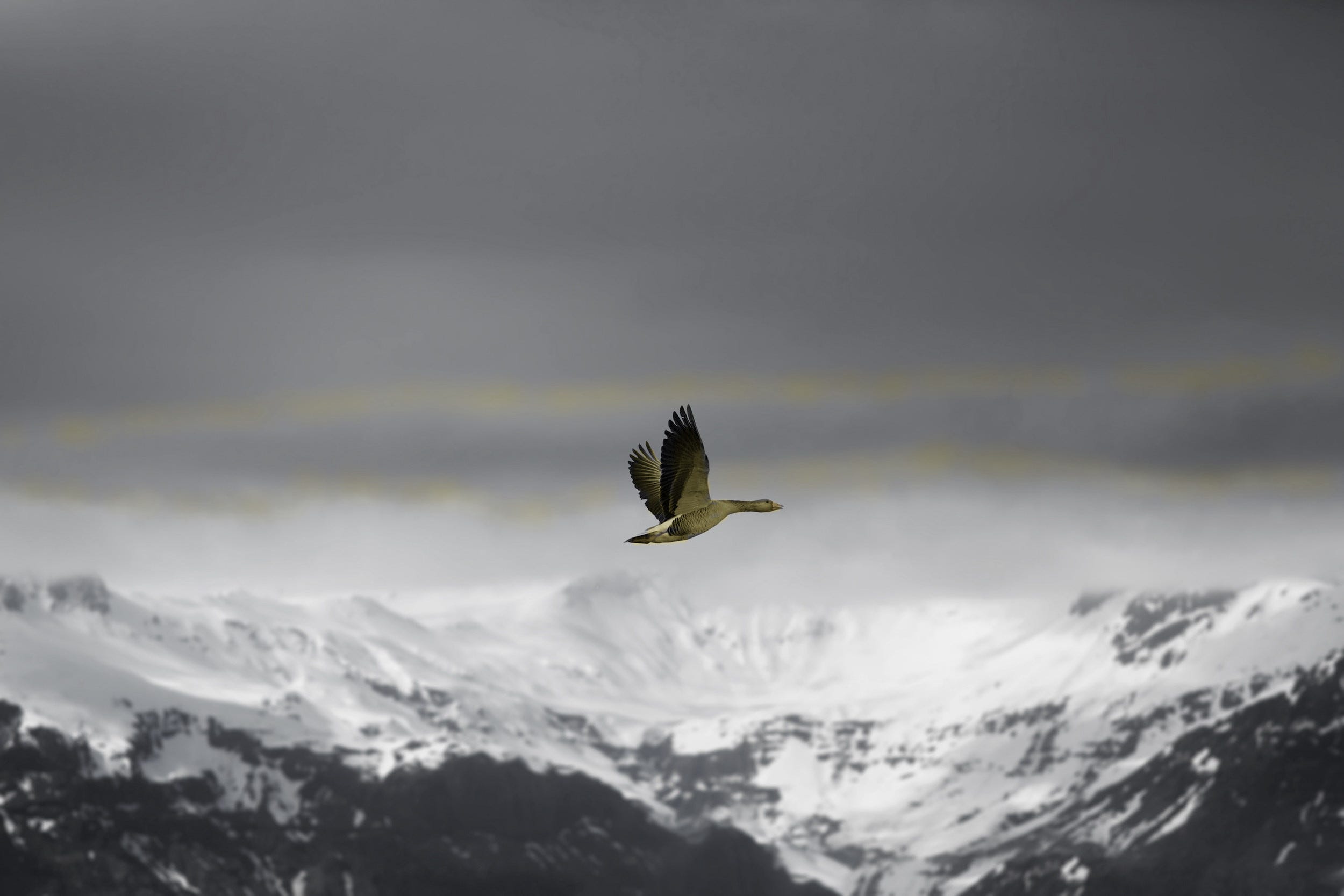 Python, Meet Swift