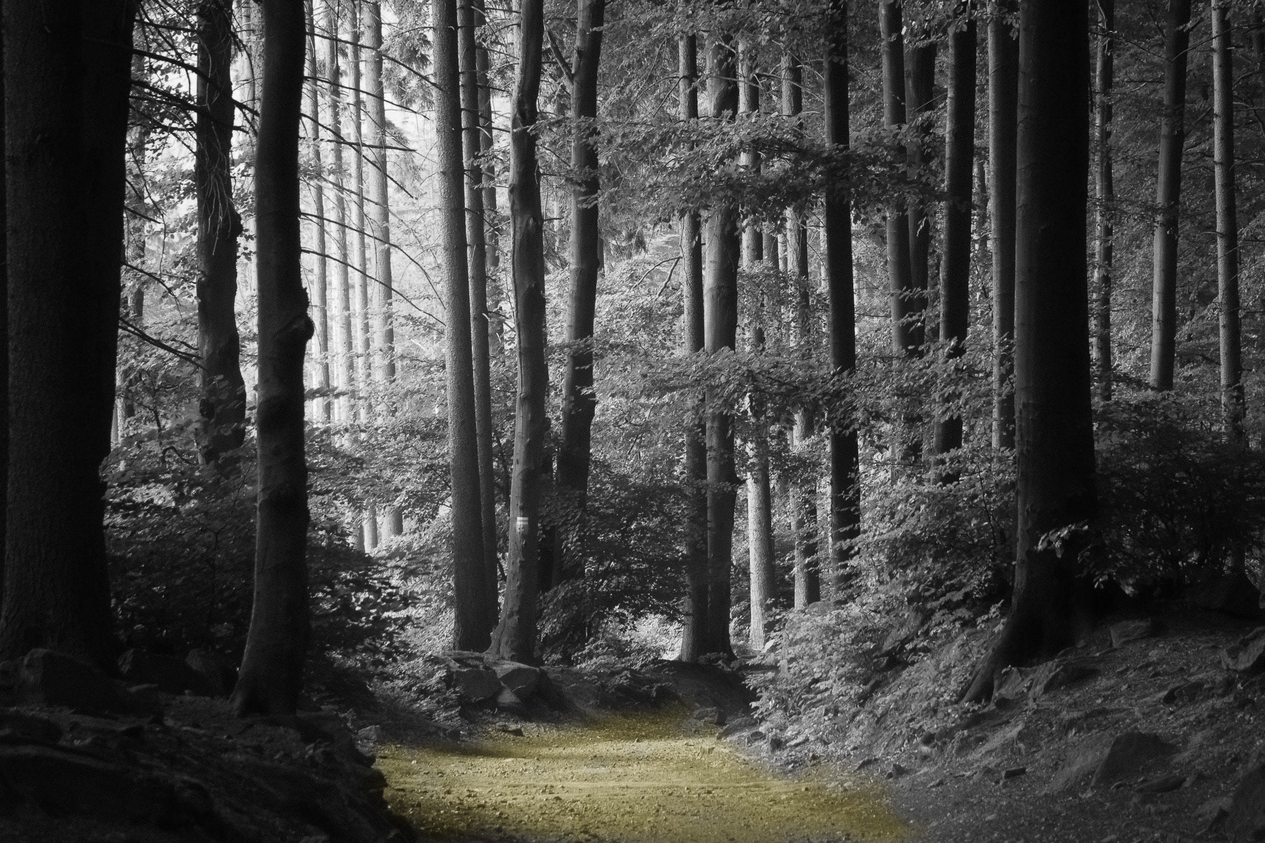 Random Forest Regression in Python Using Scikit-Learn
