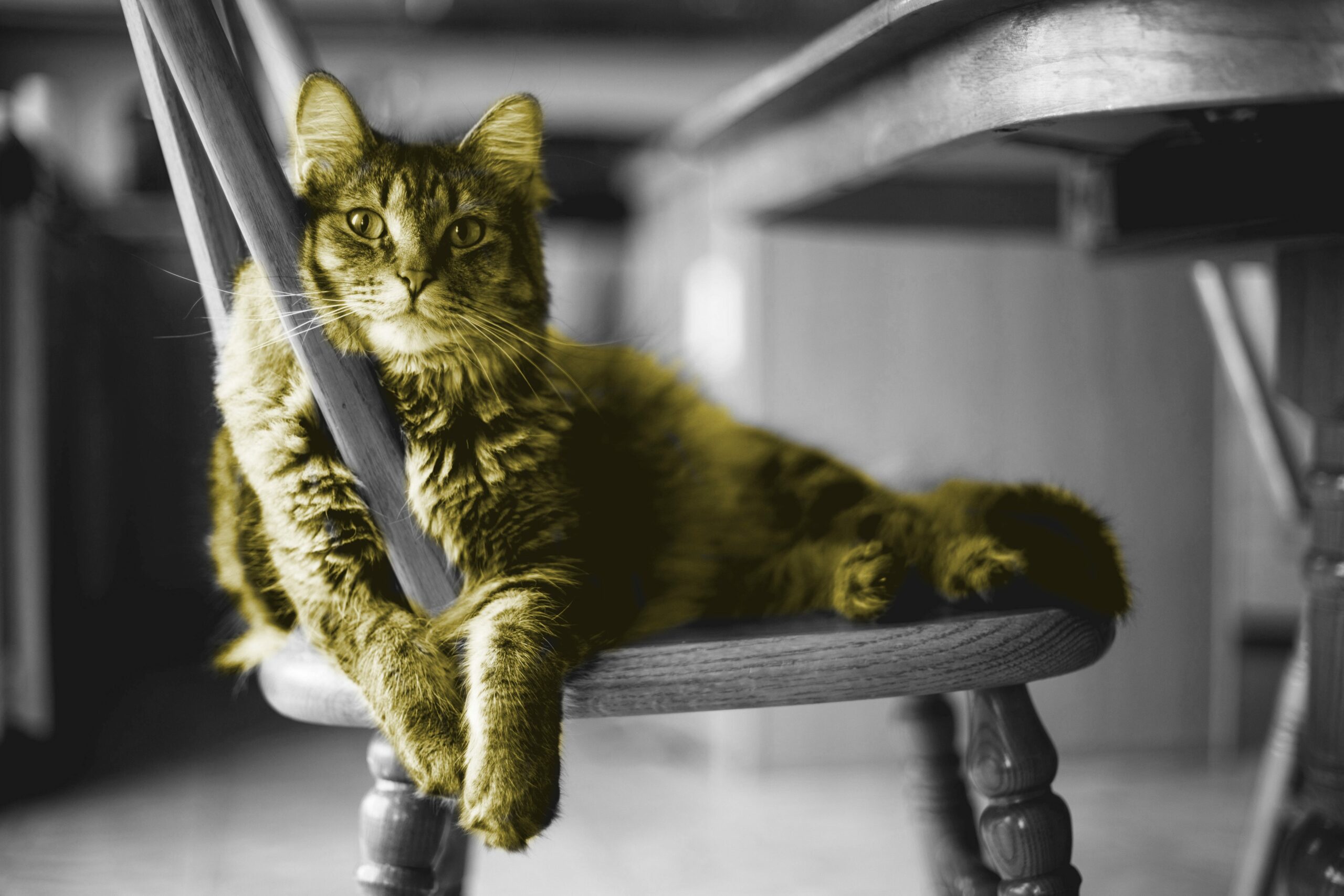 Image Segmentation with Fritz AI Studio