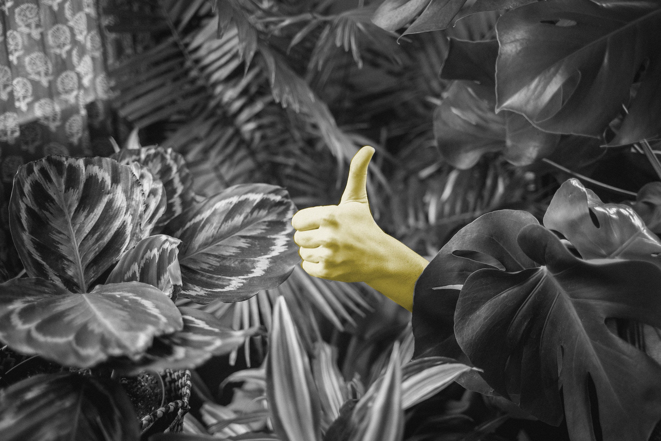 How to detect a “thumbs-up” in the browser with TensorFlow.js