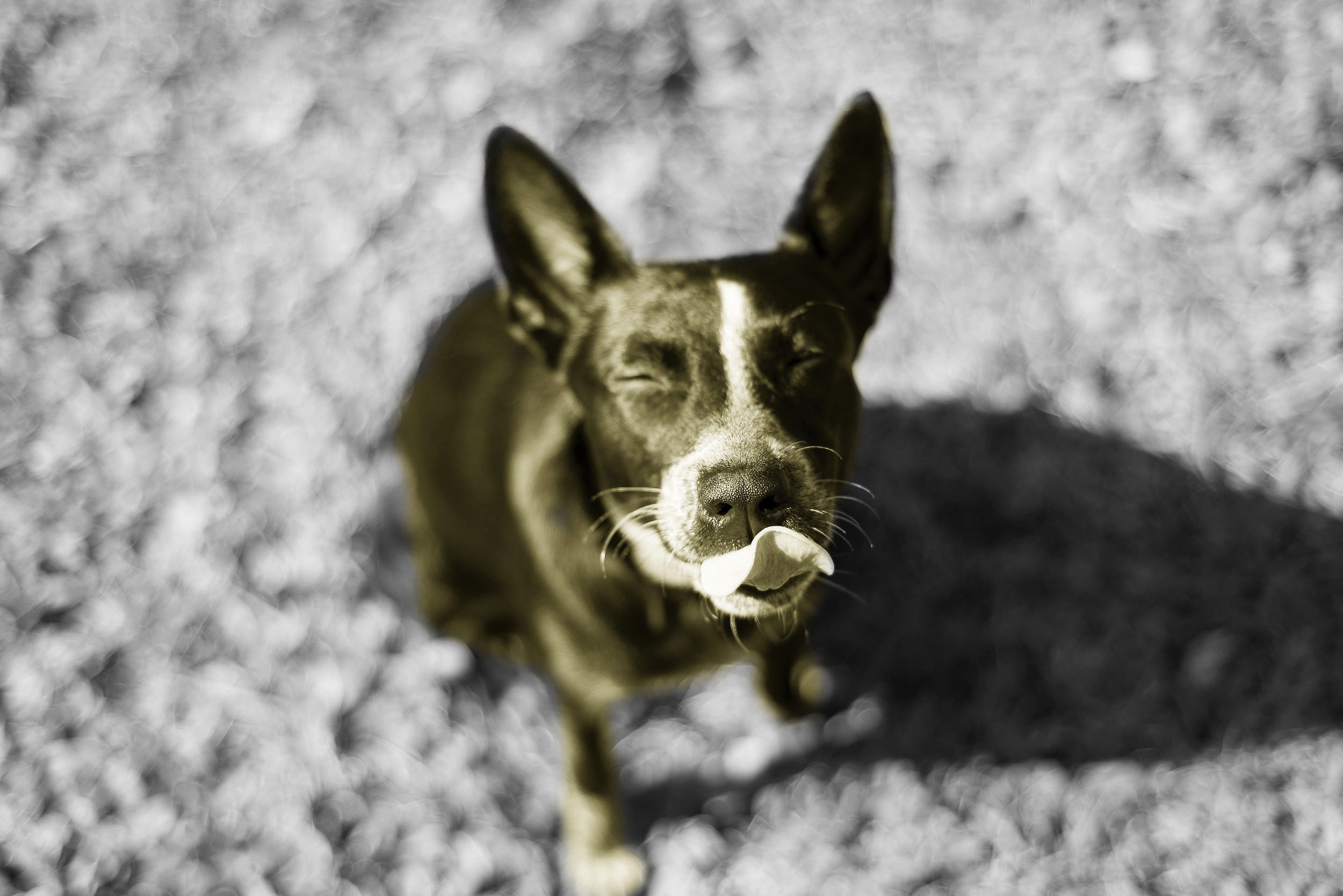 Blink detection on Android using Firebase ML Kit’s Face Detection API