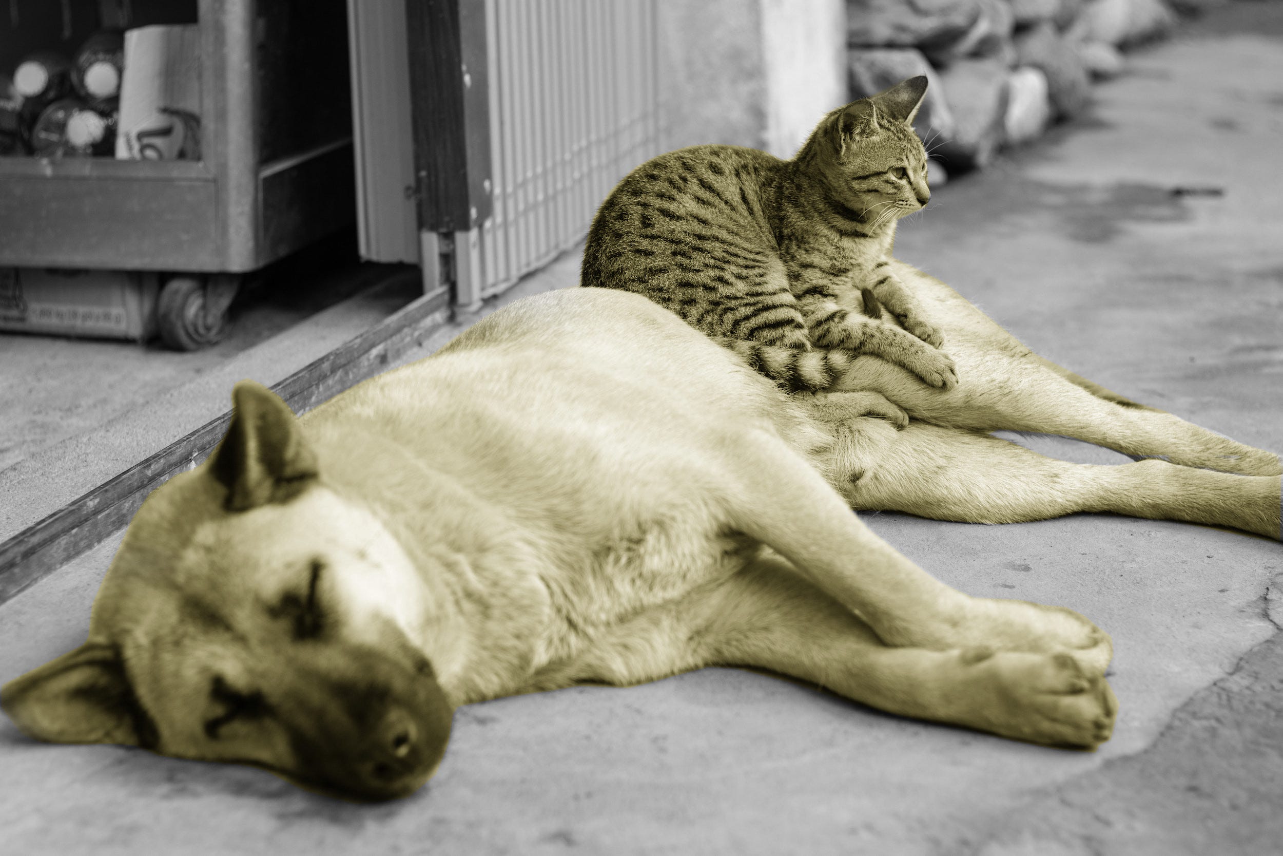 Build a deep learning model to classify images using Keras and TensorFlow 2.0