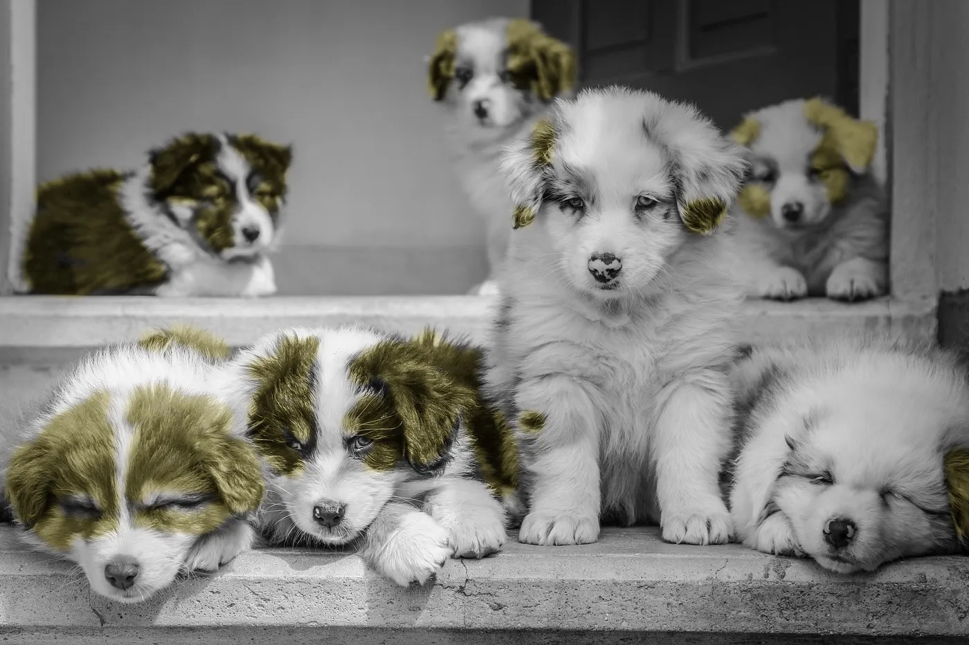 Dog Breed Classification on Mobile with Flutter and TensorFlow Lite
