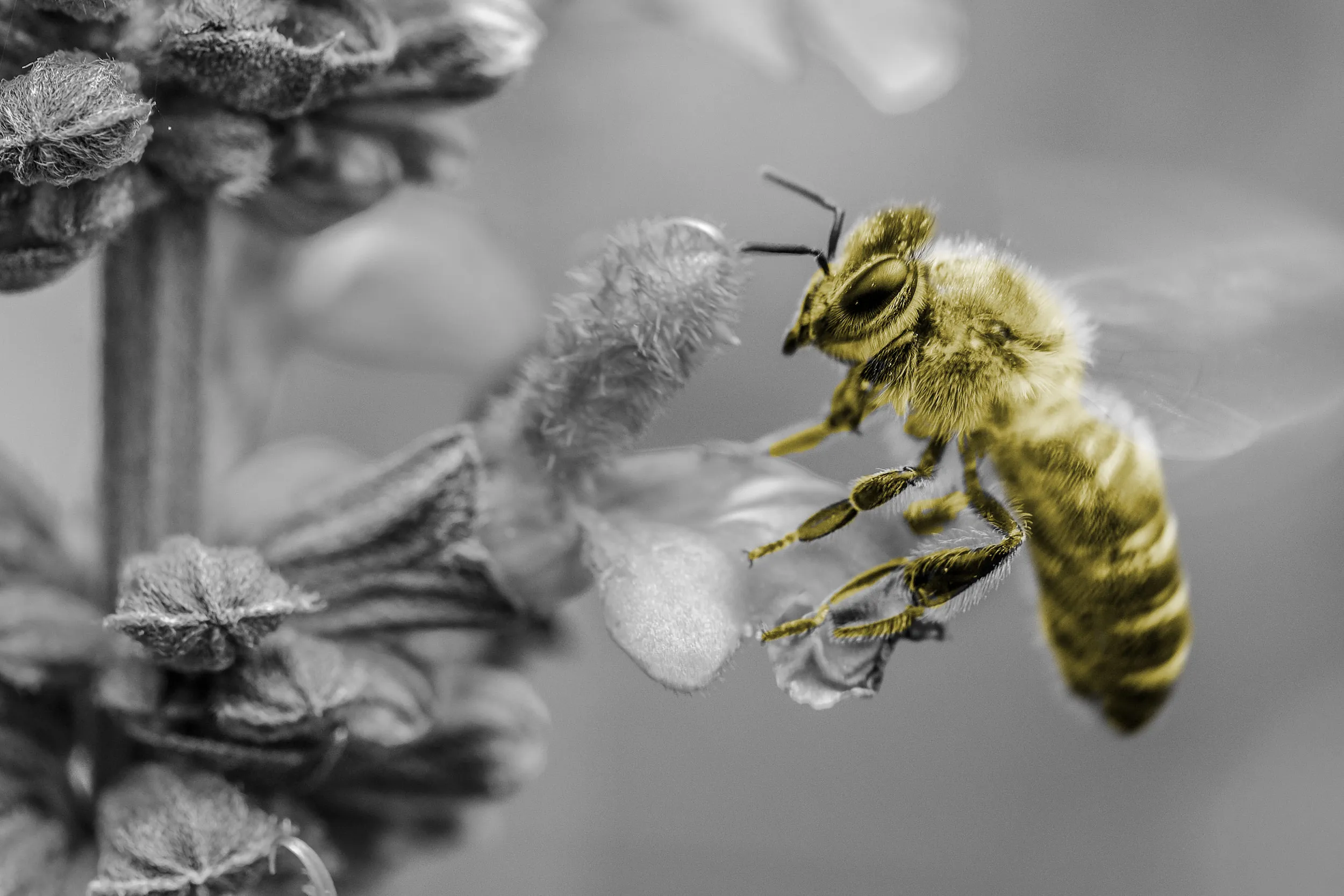 Artificial Bee Colony Algorithm