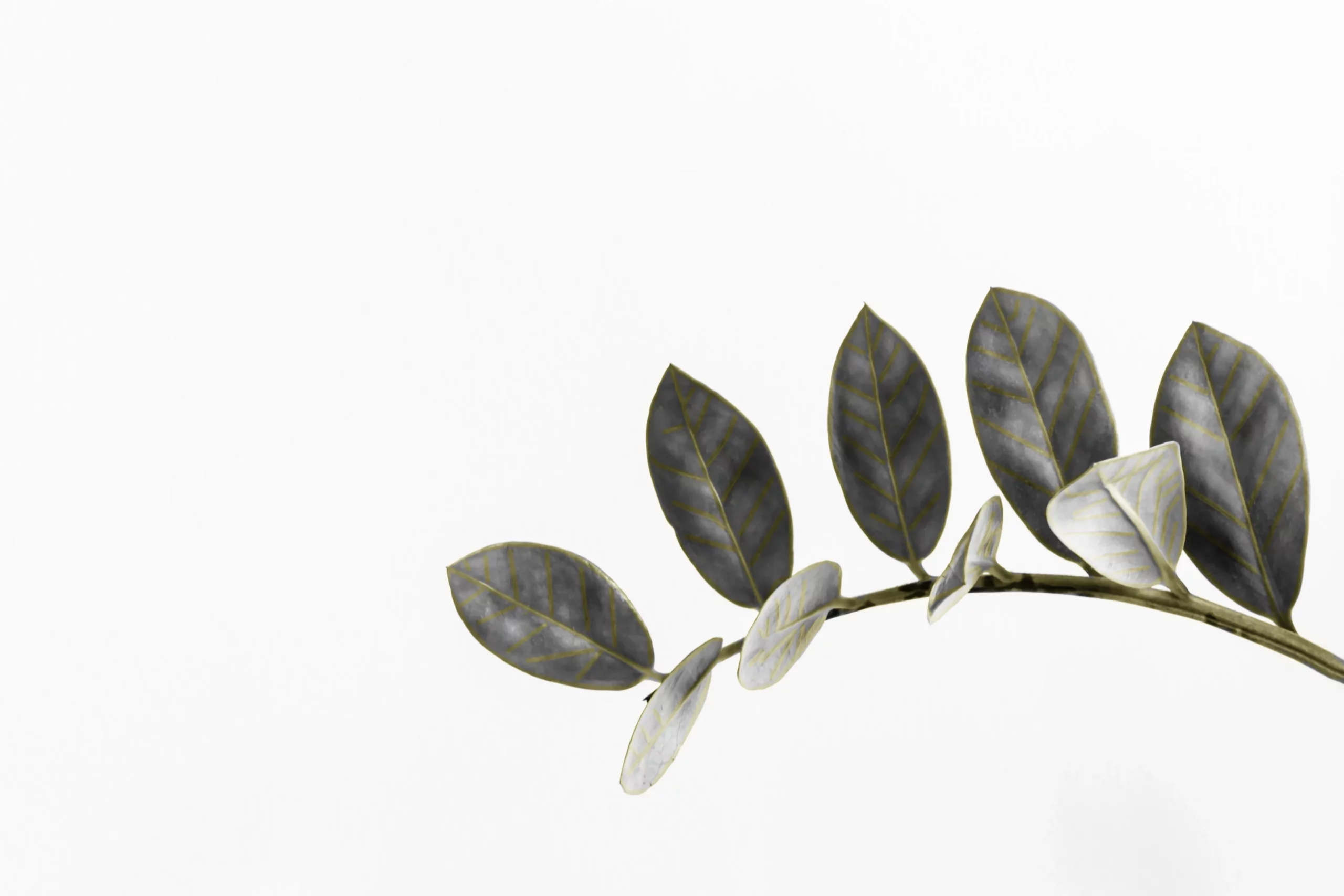 Training an Image Classification Convolutional Neural Net to Detect Plant Disease Using fast.ai