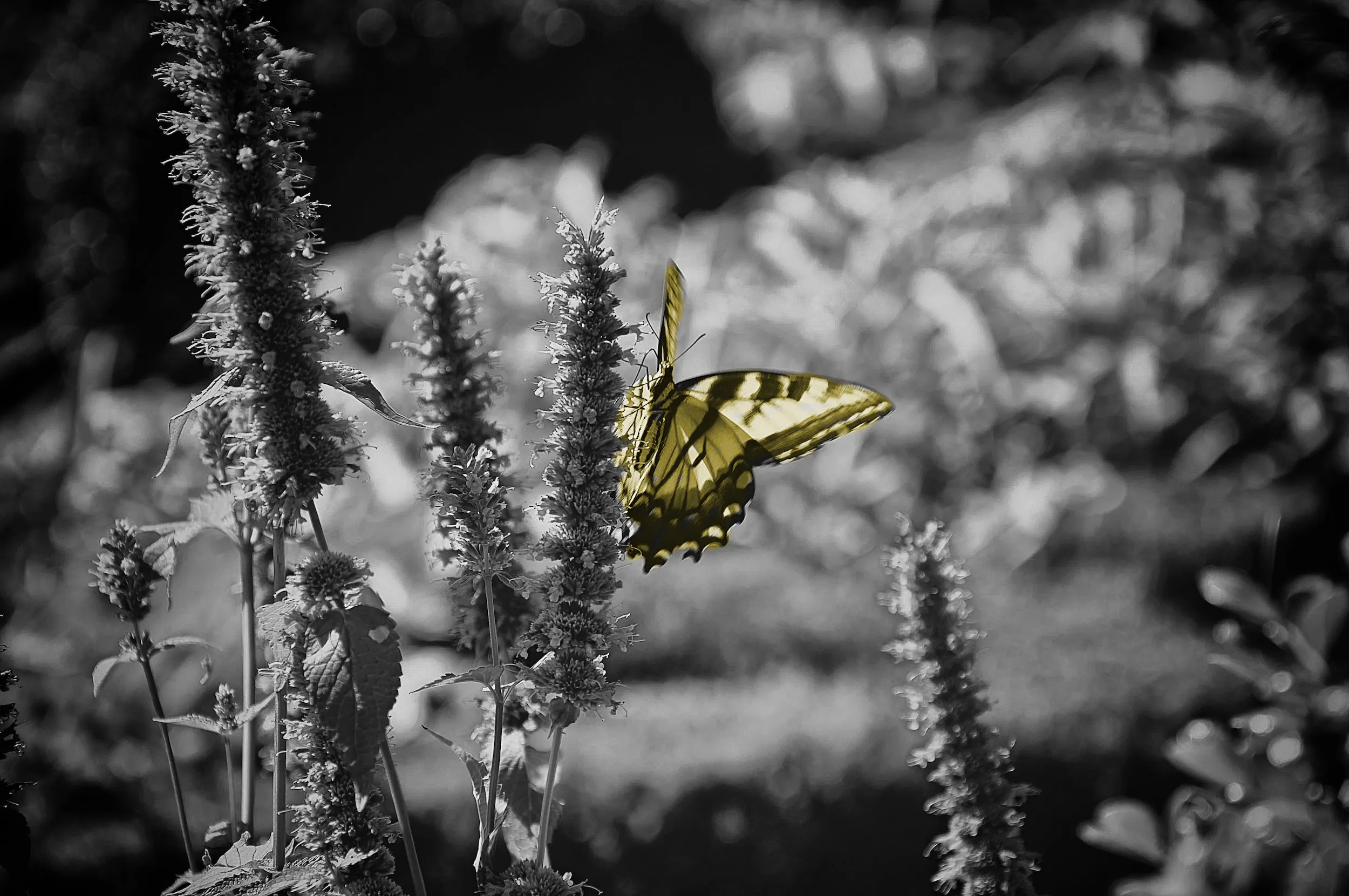 Building a Cross-Platform Image Classifier with Flutter and TensorFlow Lite