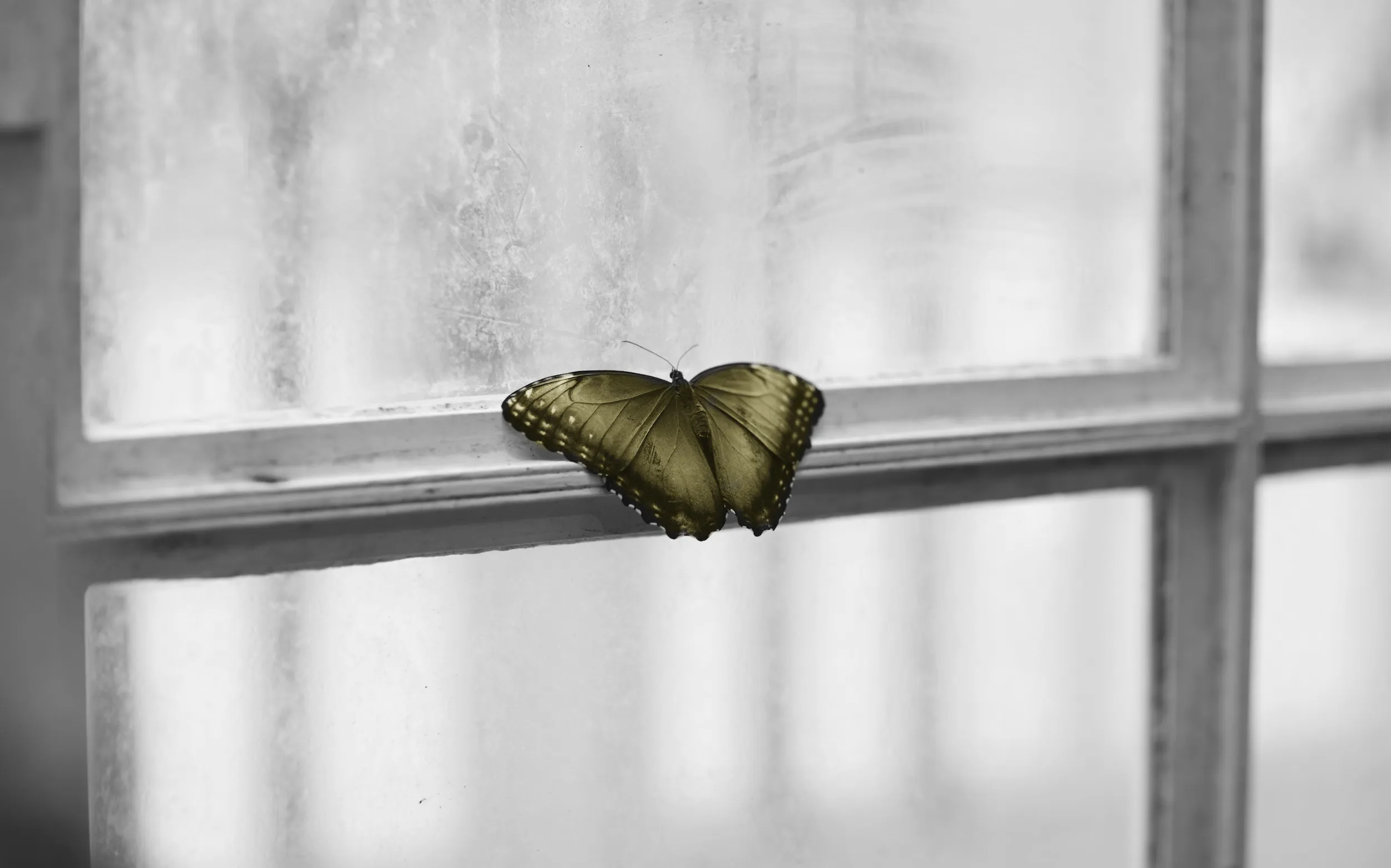 The Flutter Architecture