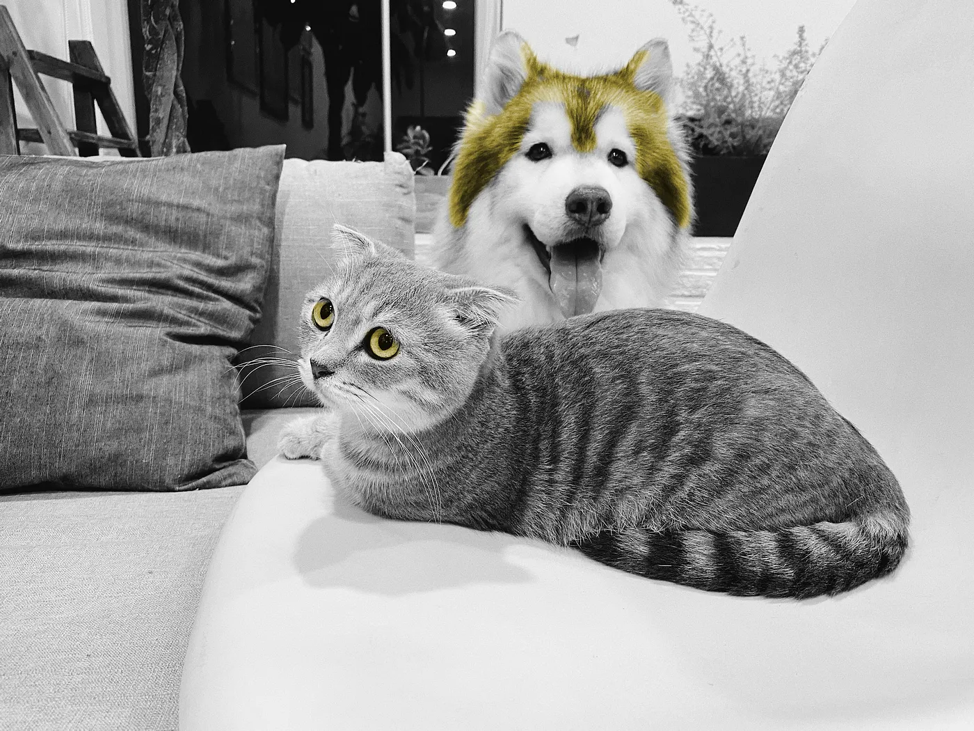 Build a Cat-or-Dog Classification Flutter App with TensorFlow Lite