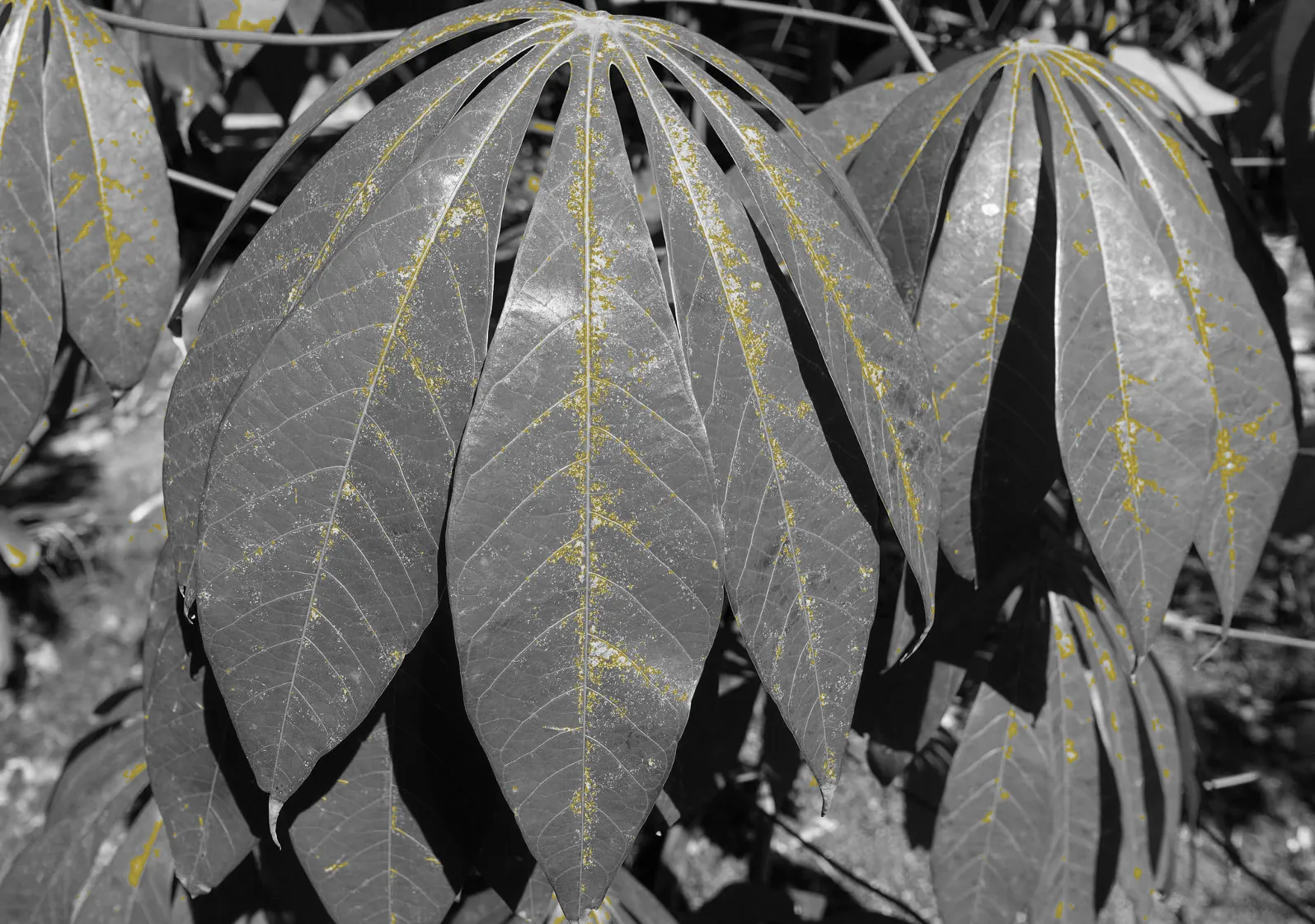 PlantVillage: Helping farmers in East Africa detect and treat plant disease